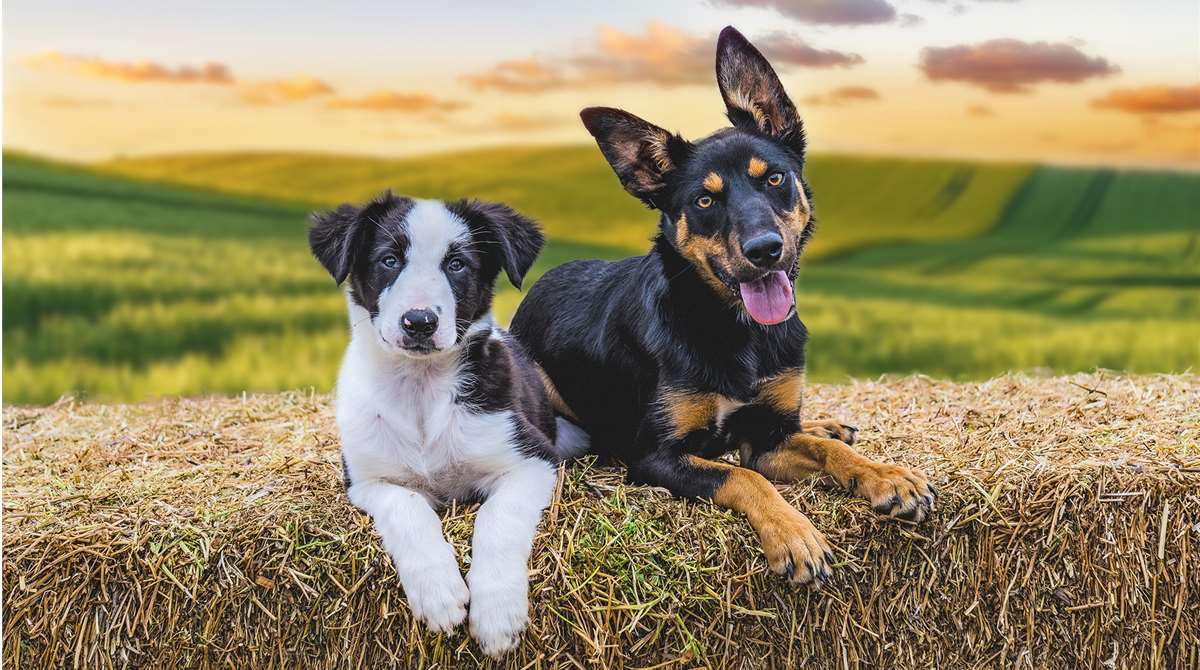 MusterDogs_S3_B_Image