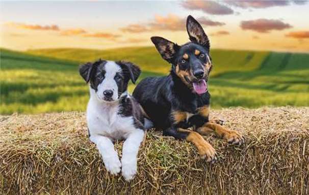 MusterDogs_S3_B_Image