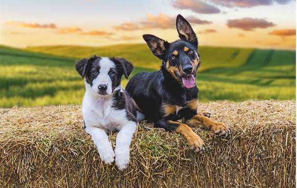 MusterDogs_S3_B_Image